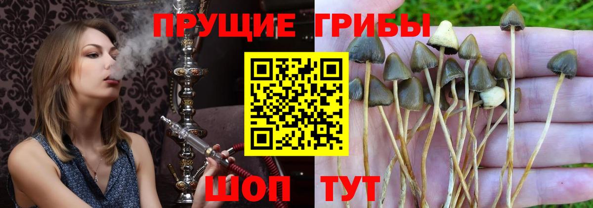 закладка  Вход с VPN  Волоколамск  Галлюциногенные грибы мухоморы 